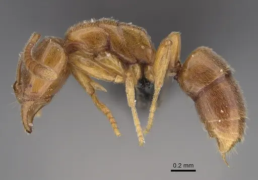 Hypoponera dulcis specimen CASENT0128475 image casent0128475_3
