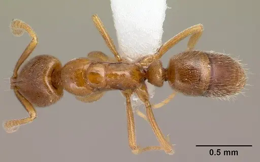 Hypoponera dulcis specimen CASENT0226572 image casent0226572_1