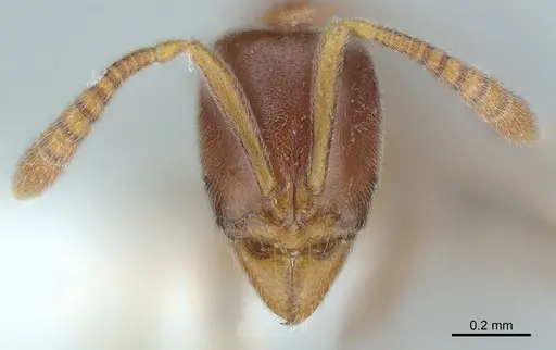 Hypoponera dulcis specimen CASENT0226576 image casent0226576_1
