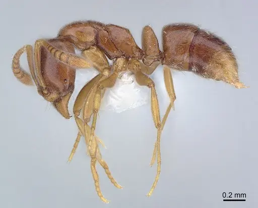 Hypoponera dulcis specimen CASENT0226576 image casent0226576_2