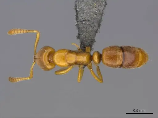 Hypoponera dulcis specimen CASENT0257268 image casent0257268_1