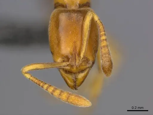 Hypoponera dulcis specimen CASENT0257268 image casent0257268_2