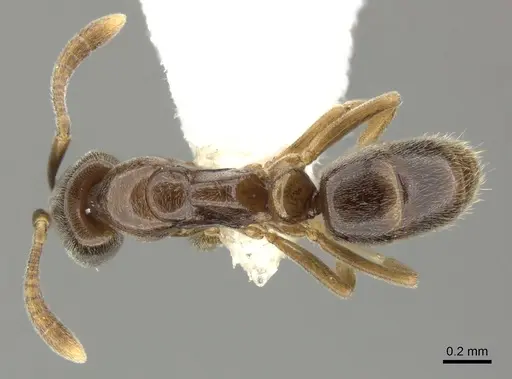 Hypoponera dulcis specimen CASENT0270530 image casent0270530_1