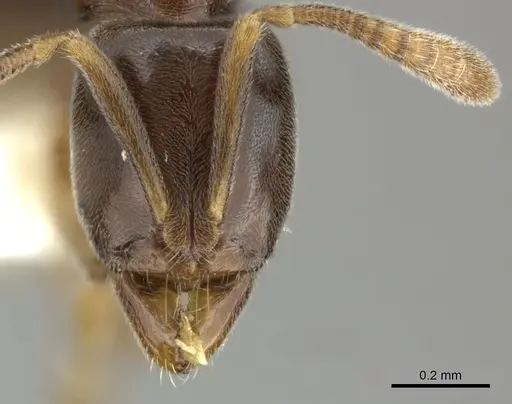 Hypoponera dulcis specimen CASENT0270530 image casent0270530_2