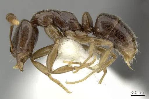 Hypoponera dulcis specimen CASENT0270530 image casent0270530_3