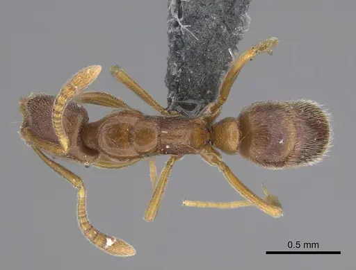 Hypoponera dulcis specimen CASENT0356835 image casent0356835_1