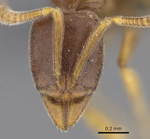 Hypoponera dulcis specimen CASENT0356835 image casent0356835_2