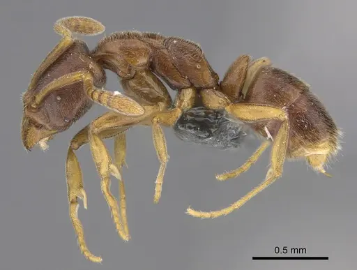 Hypoponera dulcis specimen CASENT0356835 image casent0356835_3