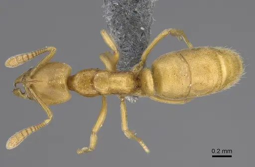 Hypoponera dulcis specimen CASENT0783280 image casent0783280_1