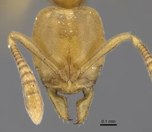 Hypoponera dulcis specimen CASENT0783280 image casent0783280_2