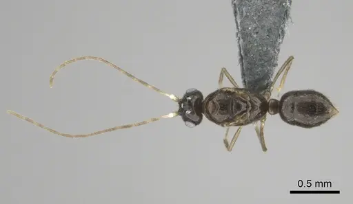 Hypoponera dulcis specimen CASENT0815678 image casent0815678_1