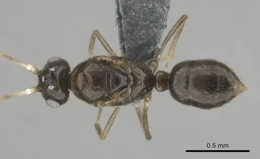 Hypoponera dulcis specimen CASENT0815678 image casent0815678_2