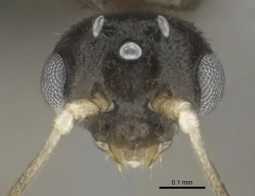 Hypoponera dulcis specimen CASENT0815678 image casent0815678_3