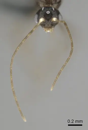 Hypoponera dulcis specimen CASENT0815678 image casent0815678_4