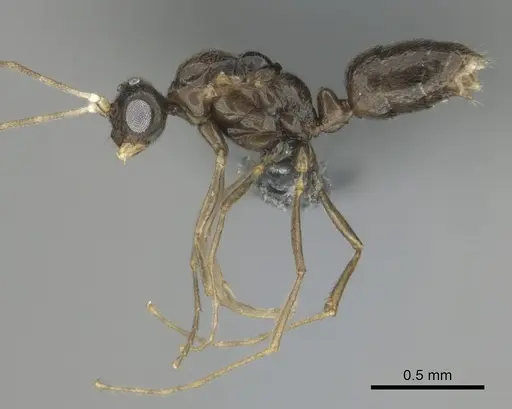 Hypoponera dulcis specimen CASENT0815678 image casent0815678_6
