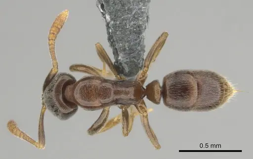 Hypoponera dulcis specimen CASENT0815680 image casent0815680_1