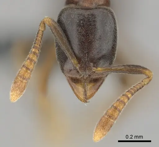 Hypoponera dulcis specimen CASENT0815680 image casent0815680_3