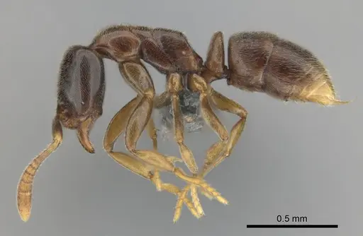 Hypoponera dulcis specimen CASENT0815680 image casent0815680_4