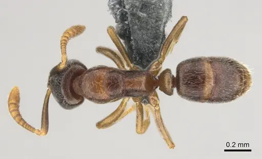 Hypoponera dulcis specimen CASENT0815778 image casent0815778_1