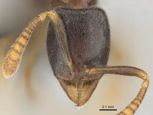 Hypoponera dulcis specimen CASENT0815778 image casent0815778_2