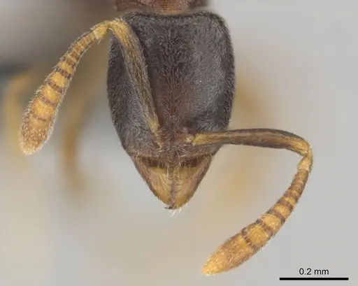 Hypoponera dulcis specimen CASENT0815778 image casent0815778_3