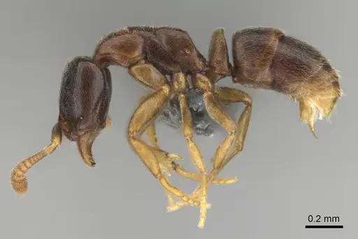 Hypoponera dulcis specimen CASENT0815778 image casent0815778_4