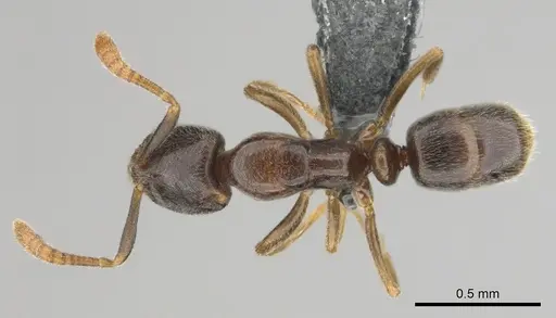 Hypoponera dulcis specimen CASENT0815858 image casent0815858_1