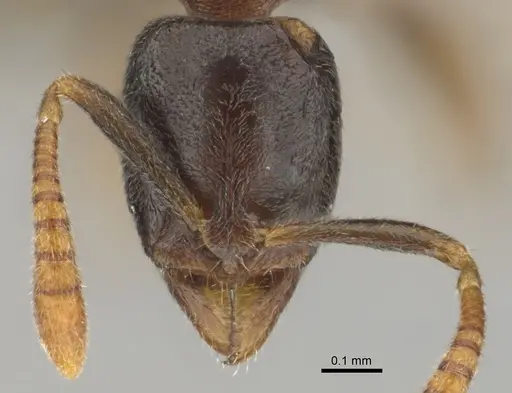 Hypoponera dulcis specimen CASENT0815858 image casent0815858_2