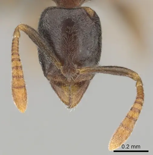 Hypoponera dulcis specimen CASENT0815858 image casent0815858_3