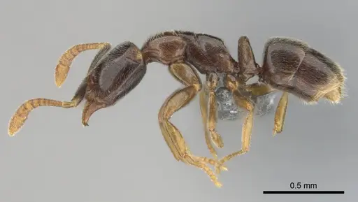 Hypoponera dulcis specimen CASENT0815858 image casent0815858_4