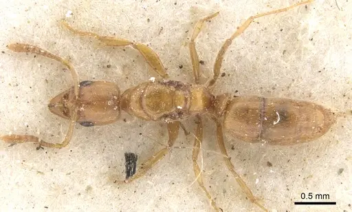 Hypoponera dulcis specimen CASENT0902542 image casent0902542_1