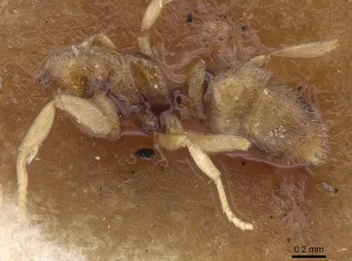 Hypoponera dulcis specimen CASENT0915482 image casent0915482_2