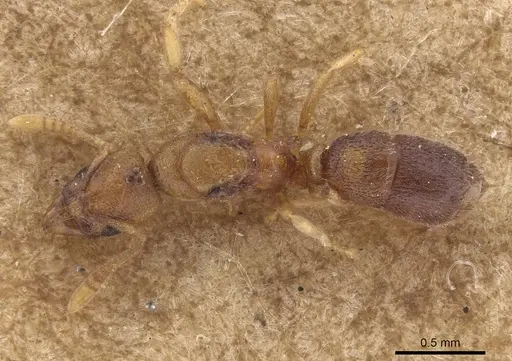 Hypoponera dulcis specimen CASENT0915483 image casent0915483_1