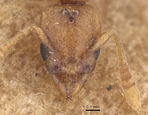 Hypoponera dulcis specimen CASENT0915483 image casent0915483_2