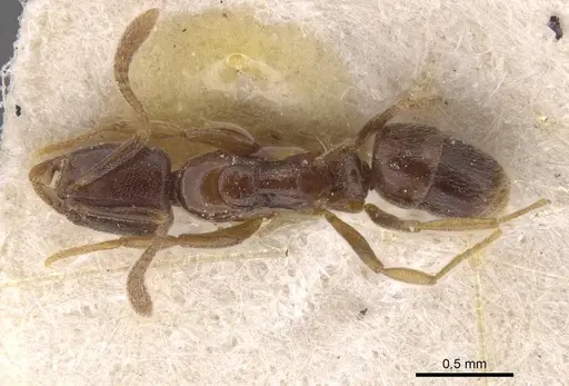 Hypoponera dulcis specimen CASENT0915486 image casent0915486_1