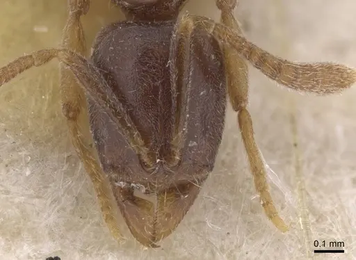 Hypoponera dulcis specimen CASENT0915486 image casent0915486_2