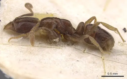 Hypoponera dulcis specimen CASENT0915486 image casent0915486_3