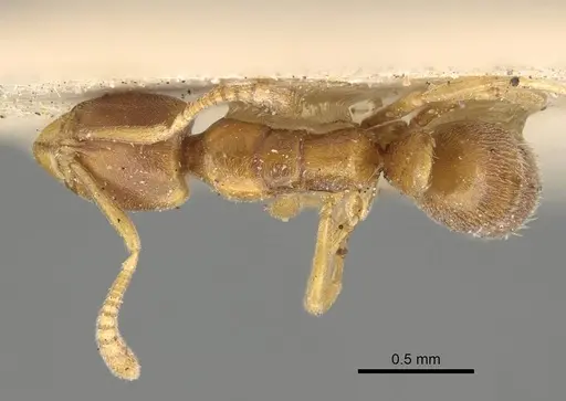 Hypoponera dulcis specimen CASENT0922436 image casent0922436_1