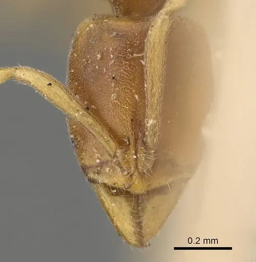 Hypoponera dulcis specimen CASENT0922436 image casent0922436_2