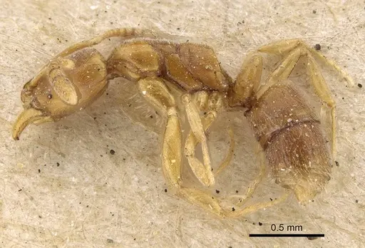Hypoponera dulcis specimen CASENT0922436 image casent0922436_3