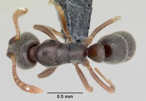 Hypoponera eduardi specimen CASENT0060055 image casent0060055_1