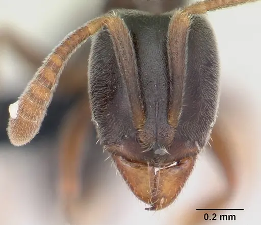 Hypoponera eduardi specimen CASENT0060055 image casent0060055_2