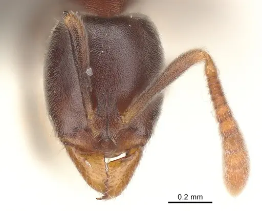 Hypoponera eduardi specimen CASENT0060057 image casent0060057_1