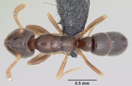 Hypoponera eduardi specimen CASENT0063130 image casent0063130_1