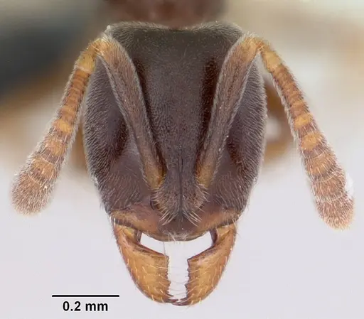 Hypoponera eduardi specimen CASENT0063130 image casent0063130_2