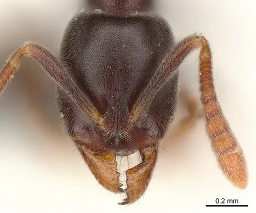 Hypoponera eduardi specimen CASENT0125382 image casent0125382_1