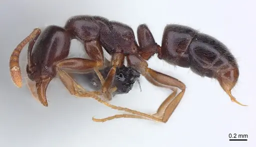 Hypoponera eduardi specimen CASENT0125382 image casent0125382_2