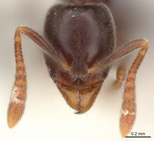 Hypoponera eduardi specimen CASENT0135031 image casent0135031_1