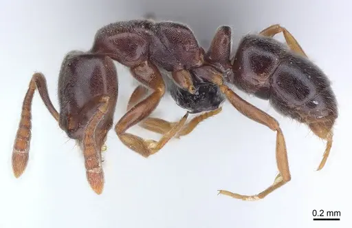 Hypoponera eduardi specimen CASENT0135031 image casent0135031_2