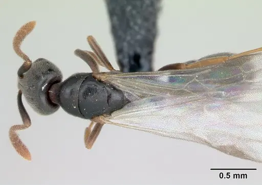 Hypoponera eduardi specimen CASENT0135262 image casent0135262_1